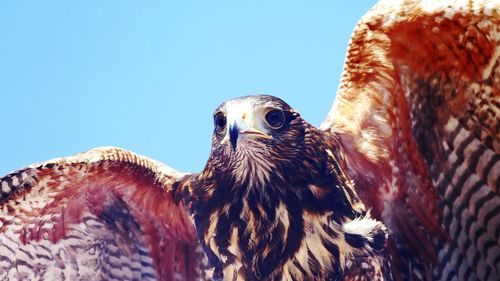 Low angle view of eagle against clear sky