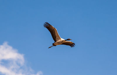 Low angle view of a bird flying