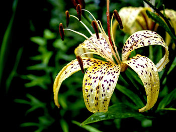 Close-up of plant