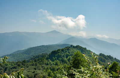 The view from beech forest from top of the mountain in the sunlight, gilan province, iran