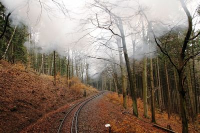 Panoramic view of trees against sky