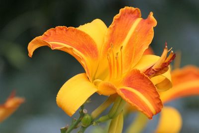 Close-up of yellow flower