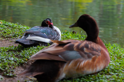 Two ducks on a lake