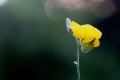 Close-up of yellow flowering plant