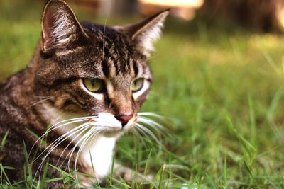 Close-up portrait of cat