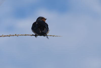 Low angle view of swallow perching on branch against sky