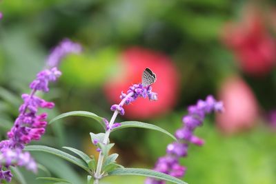 Close-up of butterfly pollinating on purple flower