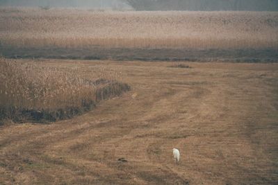 Hay bales on sand against sky