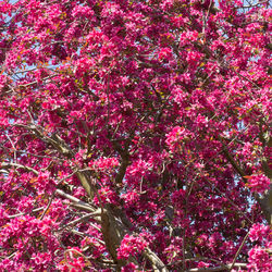 Low angle view of pink flowering tree