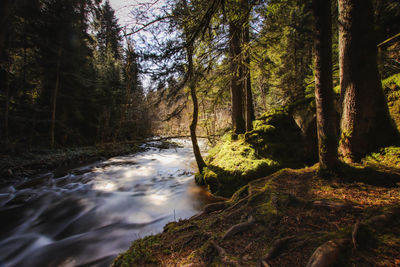 Scenic view of waterfall amidst trees in forest