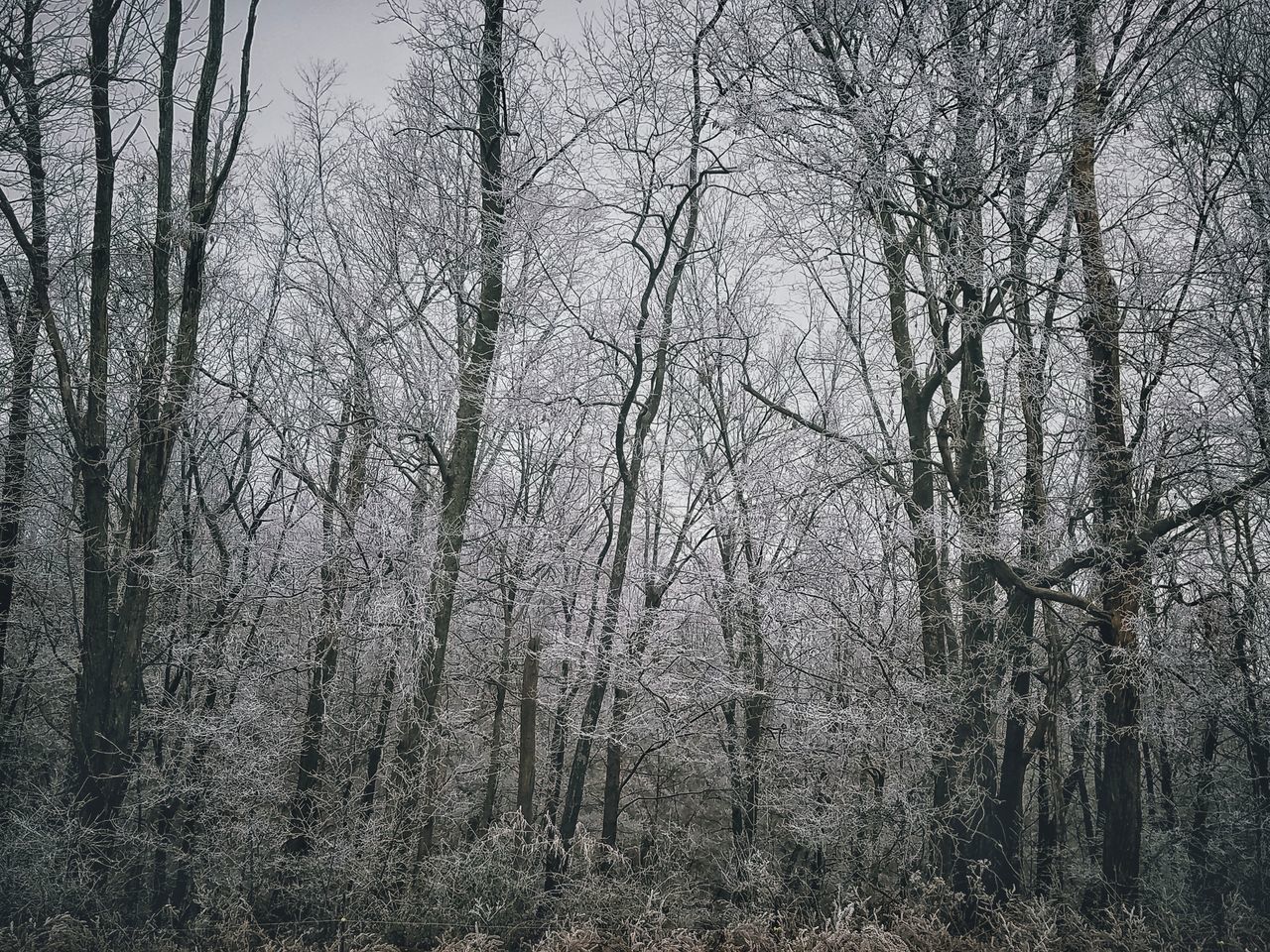 full frame, tree, no people, backgrounds, sky, nature, close-up, growth, day, frosted glass, outdoors