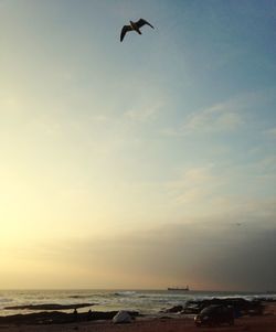 Seagull flying over sea against clear sky