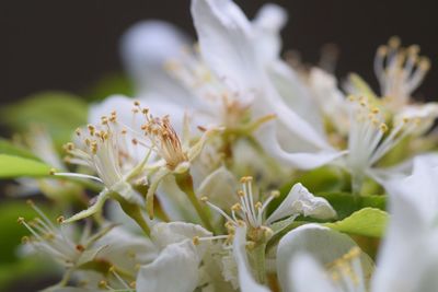 Close-up of white flowers