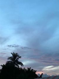 Low angle view of palm trees against sky