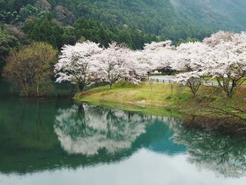 Scenic view of lake by trees