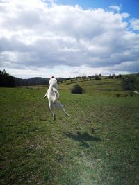 View of a horse on field