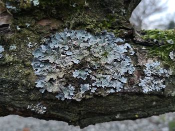 Close-up of mushrooms growing on tree trunk