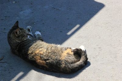 High angle view of cat sleeping on floor
