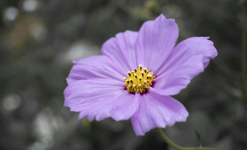 Close-up of purple flower