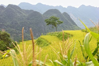 Plants growing on field against mountains