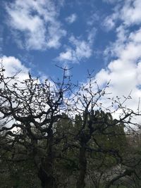 Low angle view of silhouette bare tree against sky