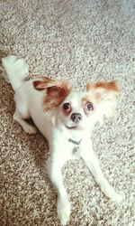 High angle portrait of dog on rug