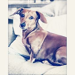 Portrait of dog