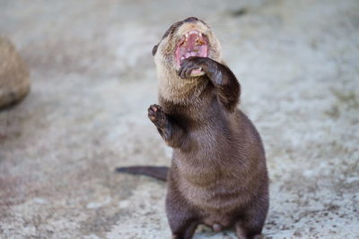 Close-up of otter