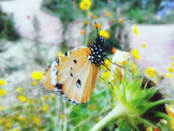 Close-up of butterfly on flower