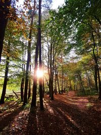 Trees in sunlight