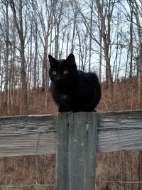 Black cat on a wooden fence