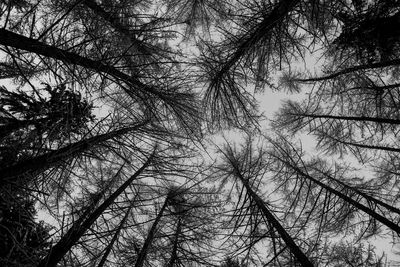 Low angle view of silhouette trees against sky