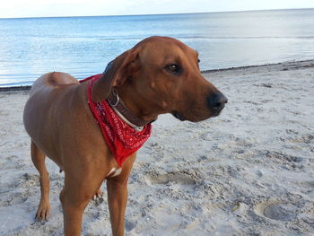 Close-up of dog standing on beach