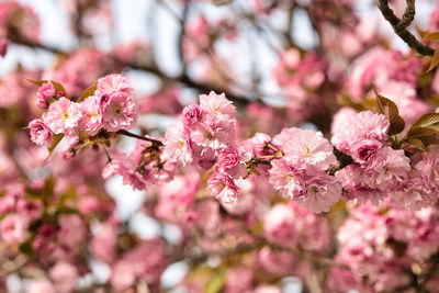 Close-up of pink cherry blossoms in spring