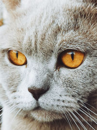 Close-up portrait of a cat