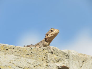 Close-up of lizard on rock 