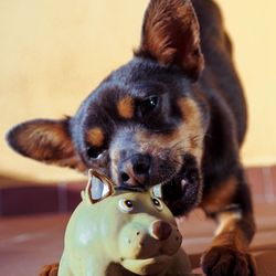 Close-up of puppy looking away