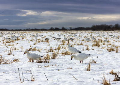 White birds on snow covered land