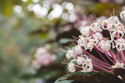 Close-up of pink flower