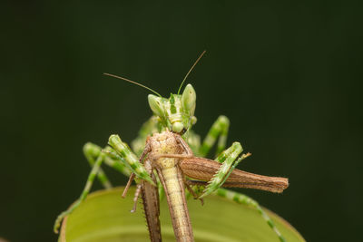 Close-up of mantis