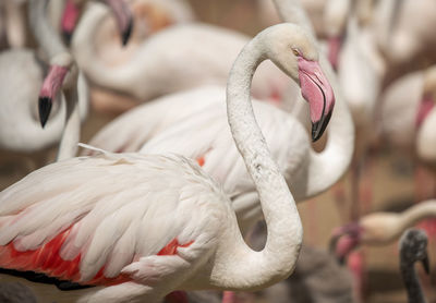 Close-up of bird