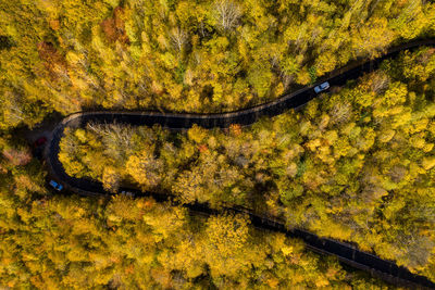 Aerial above view of epic colorful autumn forest winding road, serpentine, drone point of view