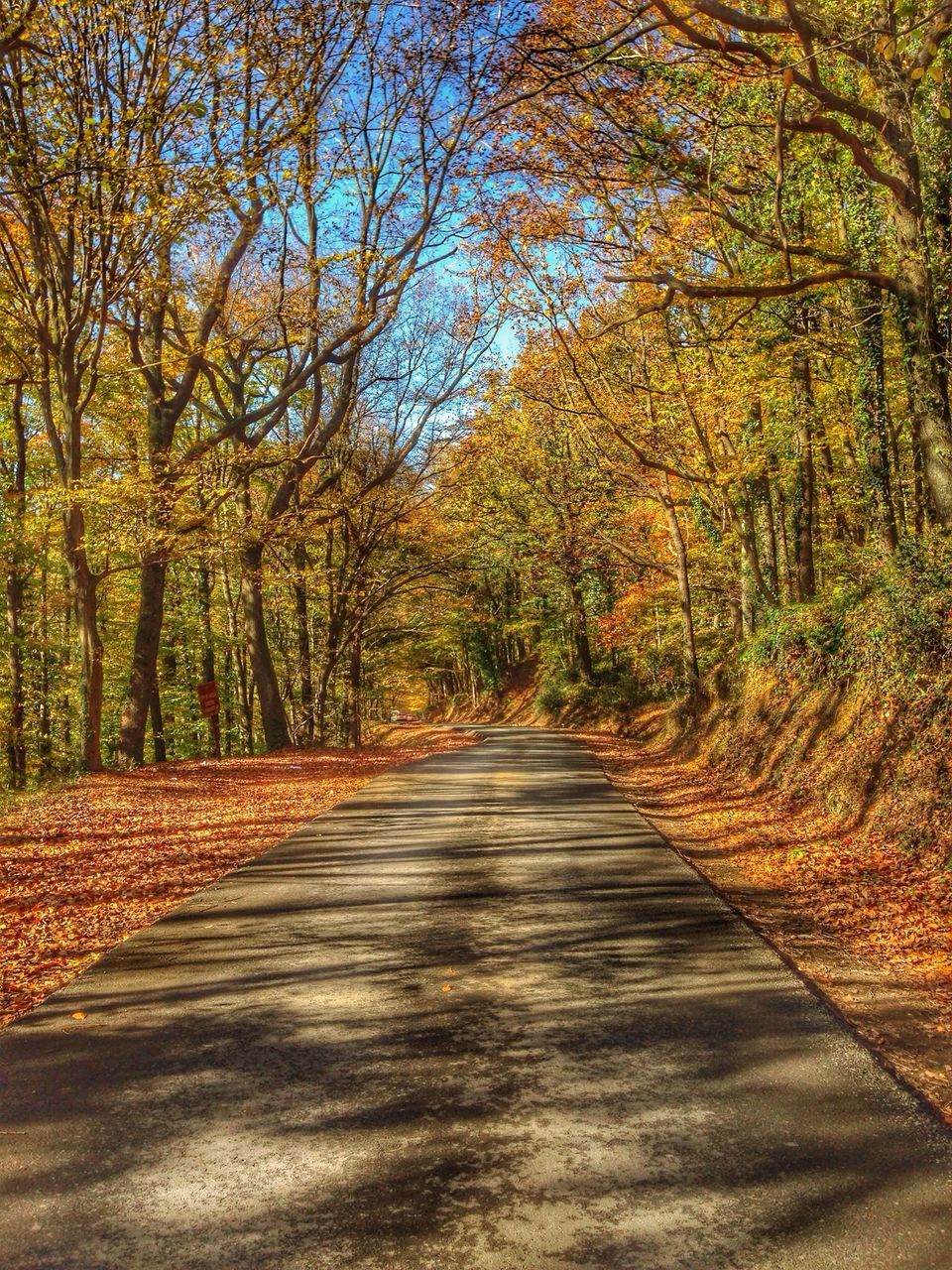 tree, the way forward, diminishing perspective, tranquility, vanishing point, nature, growth, tranquil scene, beauty in nature, autumn, forest, branch, scenics, long, footpath, outdoors, road, no people, day, narrow