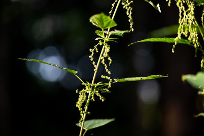 Close-up of fresh green plant