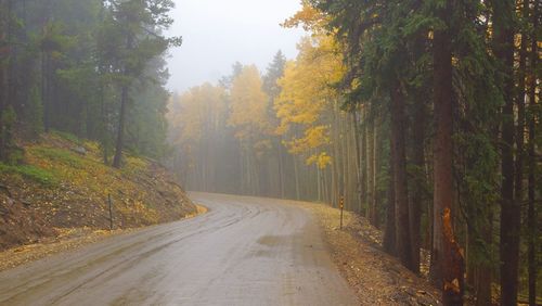 Road amidst trees in forest during autumn