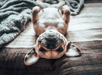 Close-up portrait of a dog