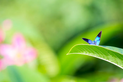 Close-up of butterfly on leaves