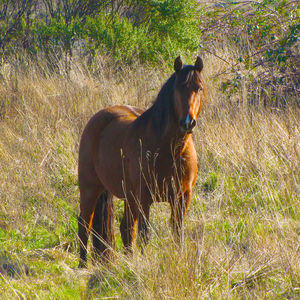 Horse on field