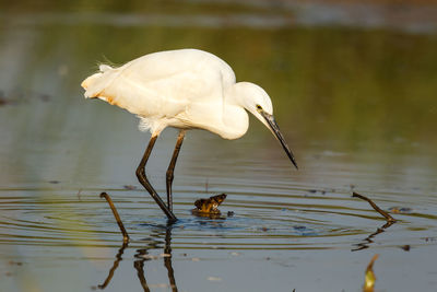 Close-up of egret in lake
