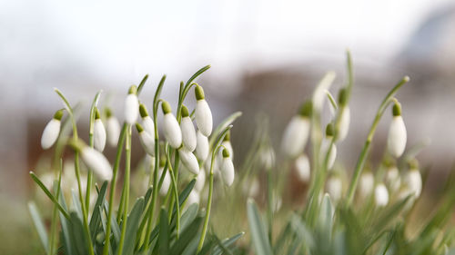 Changing seasons in nature, springtime. blooming delicate snowdrop - galanthus nivalis in sunny day
